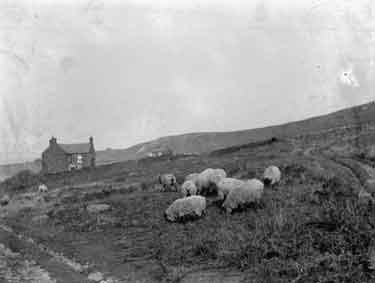 Westerdale, sheep