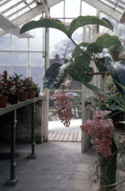Greenhead Park - interior view of the conservatory.