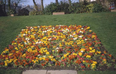 Greenhead Park - flowerbed.