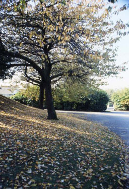 Greenhead Park - autumn colour.