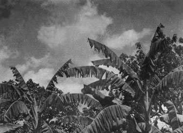 Wartime Archive of Reg Stone of Skelmanthorpe: Banana tree, Comilla, East Bengal.