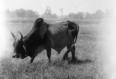 Wartime Archive of Reg Stone of Skelmanthorpe: Cattle Grazing near Harcourt Butler Lake, Lucknow, India.