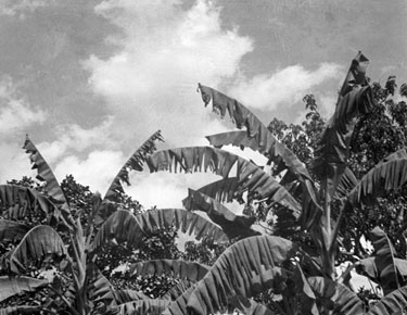 Royal Air Force 1543805 R.O. Stone East Bengal and Burma 1943-1946: Black and White Negatives of various photographs taken over that period – Banana tree, Comilla, East Bengal.