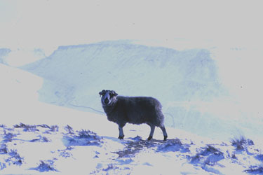 Sheep in snow, Penistone Moors