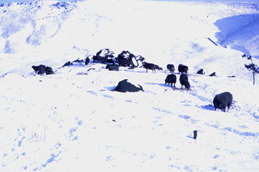 Sheep in the snow, landscape near Penistone