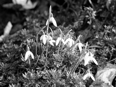 Detail of Snowdrops