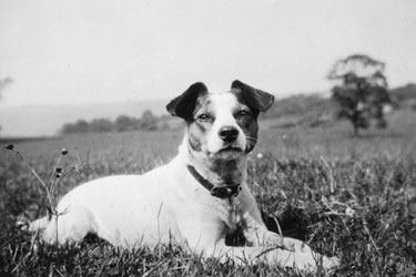 Photo Album Containing Various Images: "Dippo" - the Jack Russell Terrier.