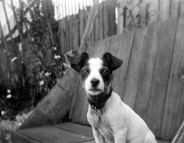 Photo Album Containing Various Images: Dippo, the Jack Russell Terrier.