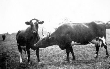 Photo Album Containing Various Images: Cows - "Sisterly Love".