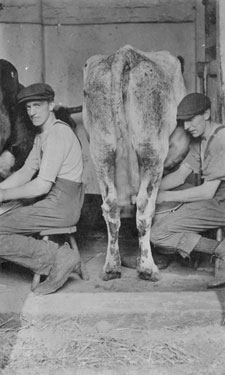 Two Men Milking the Cows - Henry Mitchell is on the left hand side of the image, he worked for John Coates of Lower Park, Berry Brow, Huddersfield.