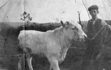 B.W. Coates with a white Shorthorn Bull - John Coates, Lower Park, Berry Brow, Huddersfield.