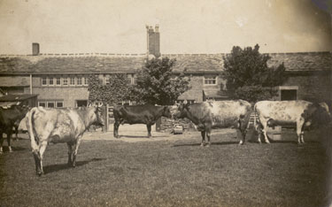 Row of Cottages with Cows, Huddersfield. 