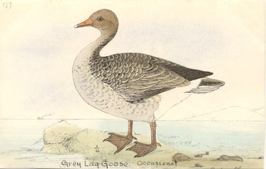 grey lag goose