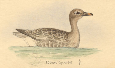 bean goose