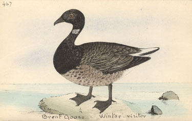brent goose