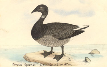 brent goose