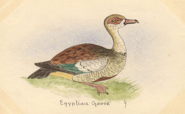 egyptian goose