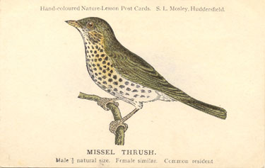 mistle thrush