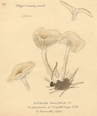 an agaric fungus