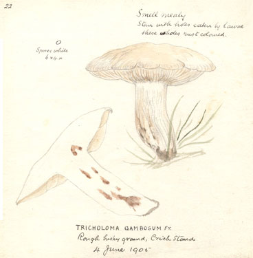 st george's mushroom