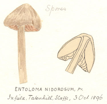 an agaric fungus