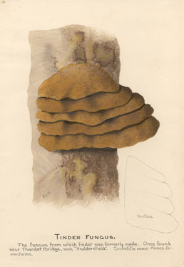 a bracket fungus