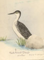 View: kn00002 red-throated diver