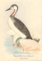 View: kn00003 red-throated diver