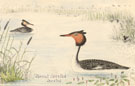 View: kn00004 great crested grebe