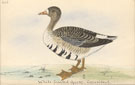 View: kn00020 white-fronted goose