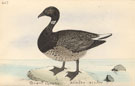 View: kn00021 brent goose