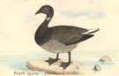 View: kn00022 brent goose