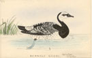 View: kn00023 barnacle goose