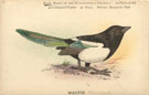 View: kn00307 magpie