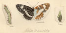 View: kn00331 white admiral