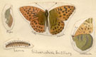View: kn00333 silver-washed fritillary