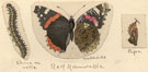 View: kn00334 red admiral