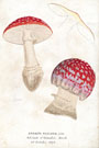 View: kn00576 fly agaric